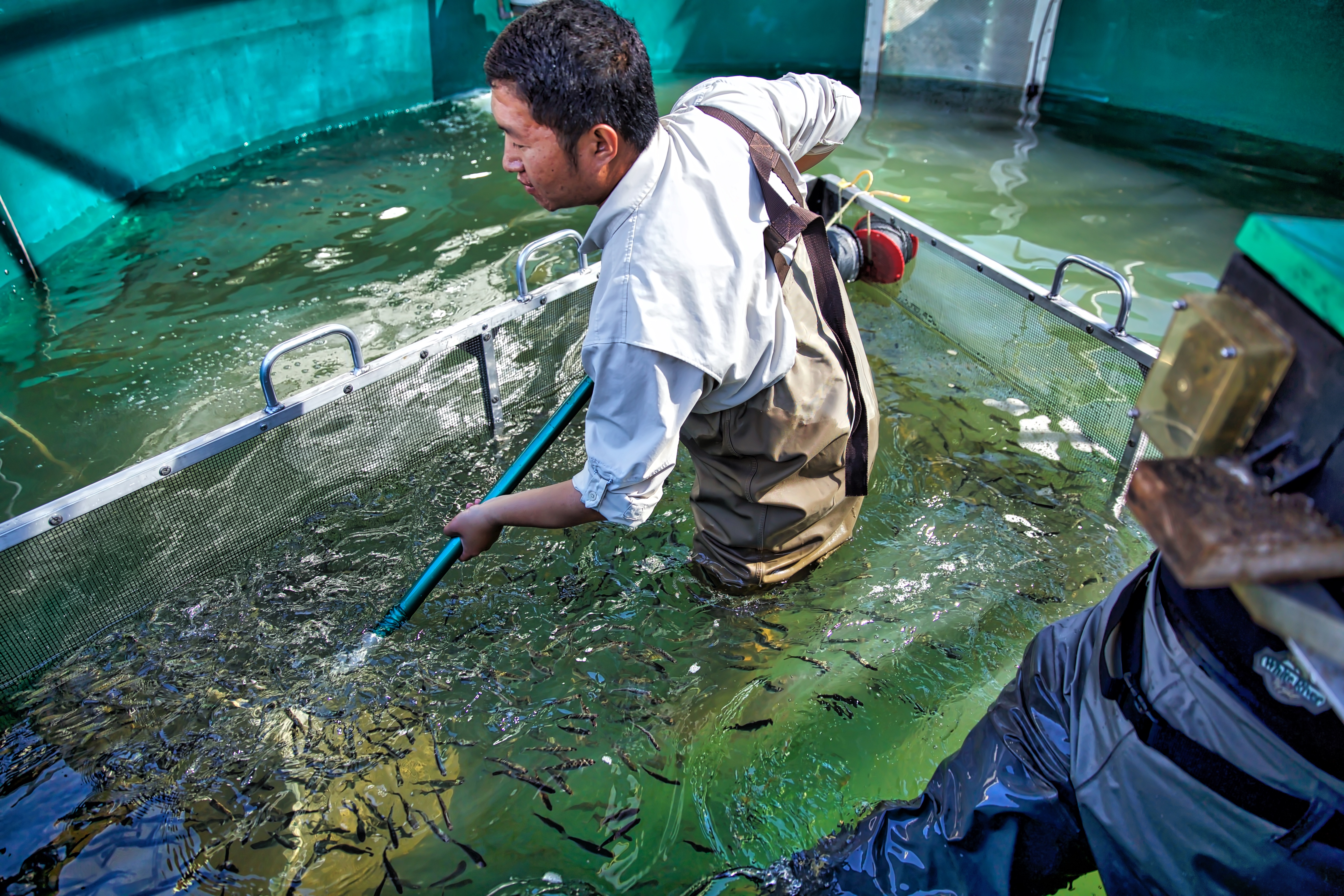 A fish technician, in a rearing tank at the iSCARF , nets juvenile spring-run Chinook salmon for transport to the San Joaquin River.