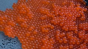 Salmon eggs harvested for spawning.