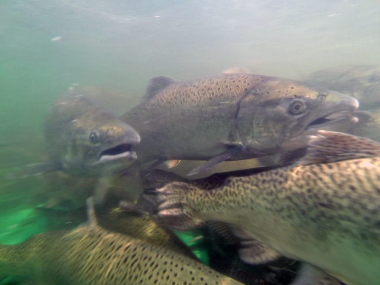 Adult spring-run Chinook salmon in a tank at the Salmon Conservation and Research Facility in Friant, California