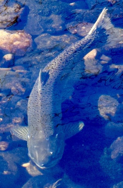 A picture of a spring-run Chinook salmon