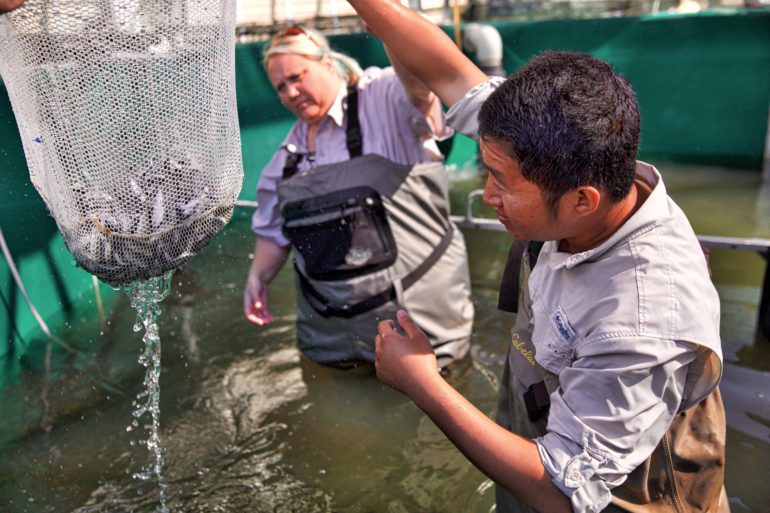 California Department of Fish and Wildlife technicians examine a net full of juvenile spring-run Chinook salmon at the Salmon Conservation and Research Facility in Friant, California