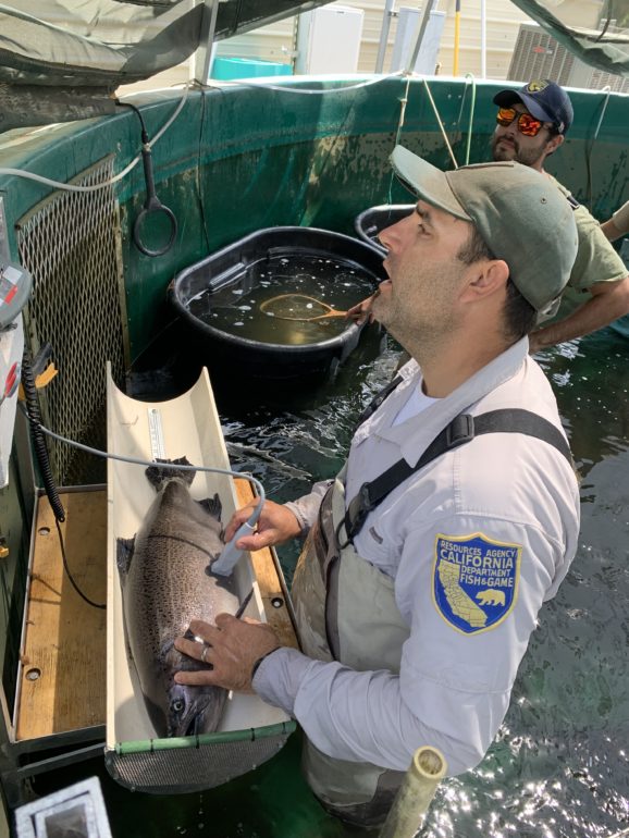 A California Department of Fish and Wildlife technician uses ultrasound on an adult spring-run Chinook salmon to determine sexual maturity prior to a fish release to the San Joaquin River.