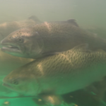 Spring-run Chinook salmon swimming