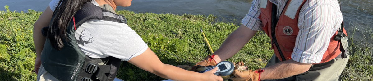 Field staff measure fish in front of a fyke trap in the Eastside Bypass.
