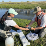 Field staff measure fish in front of a fyke trap in the Eastside Bypass.
