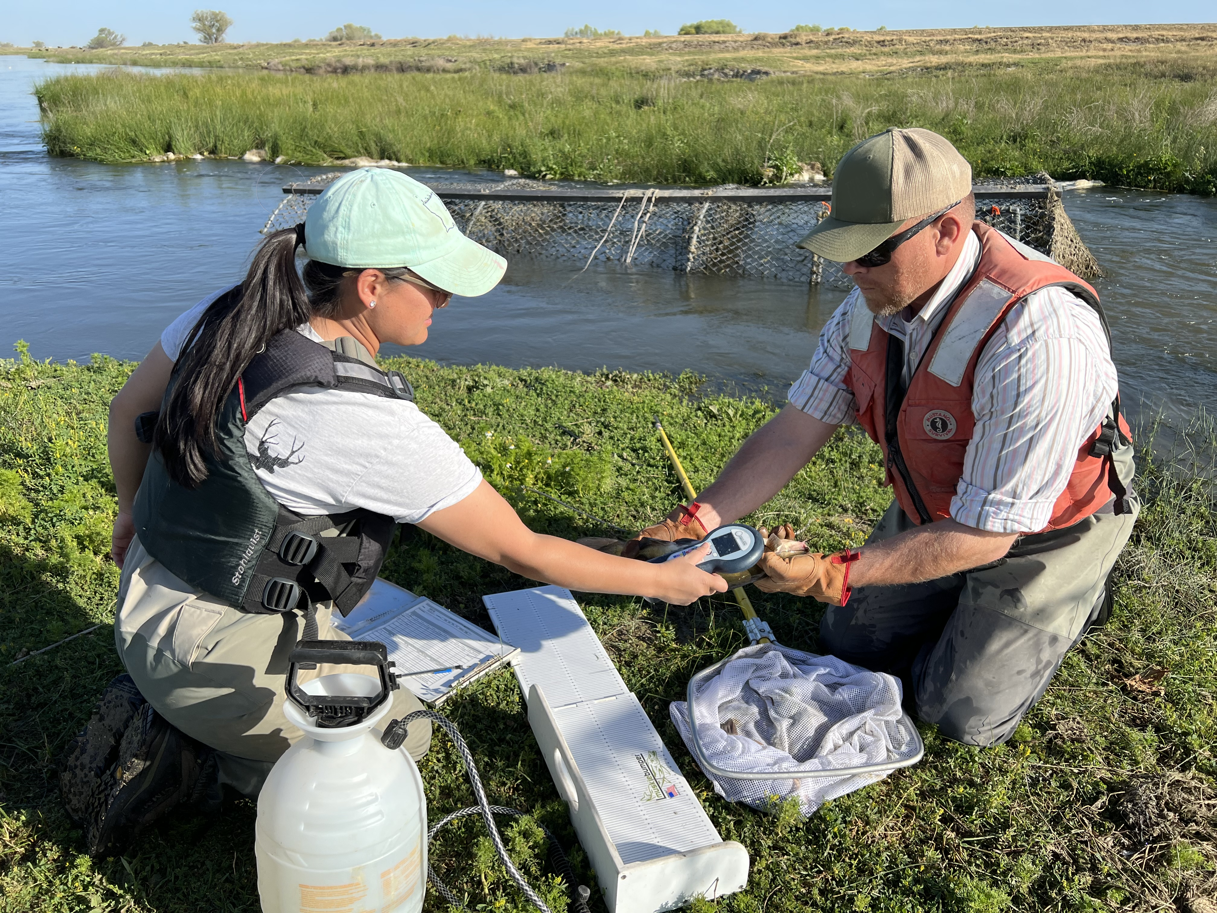 Field staff measure fish in front of a fyke trap in the Eastside Bypass.
