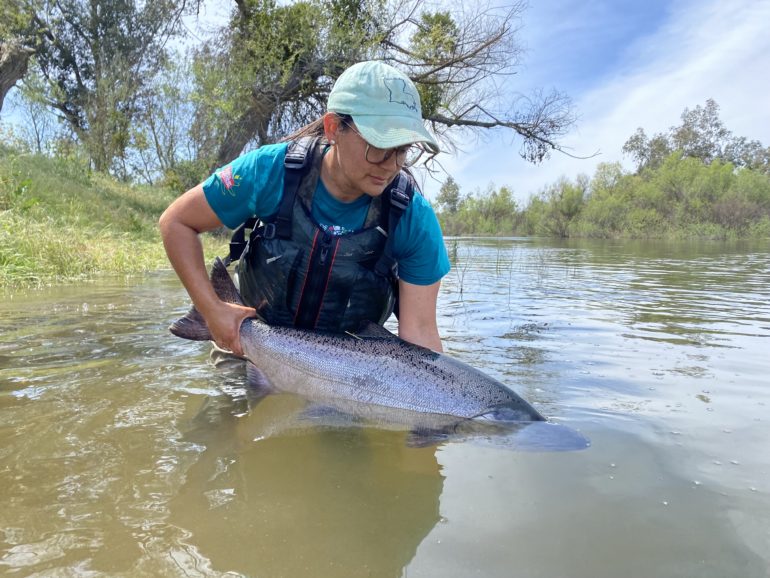 A Program field tech releases a captured returning spring-run Chinook salmon into Reach 1 of the San Joaquin River.