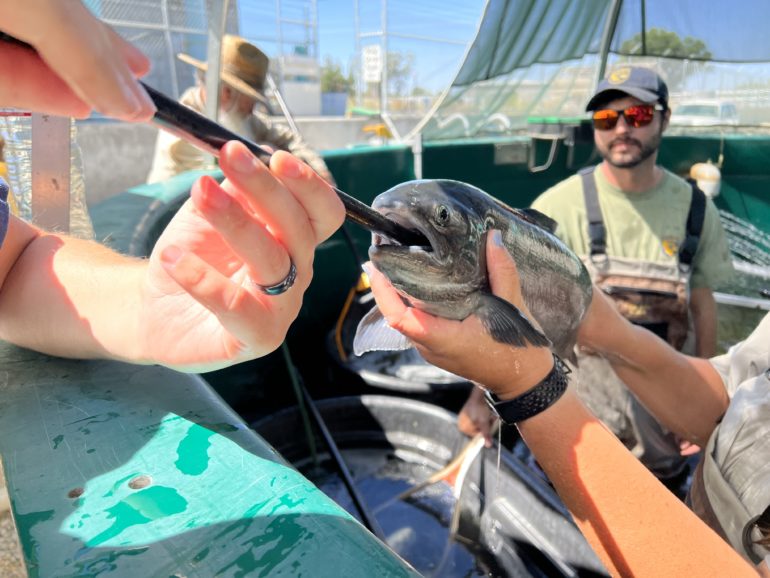 A tracker is placed into an adult spring-run Chinook salmon ancillary broodstock before release into Reach 1 of the San Joaquin River.