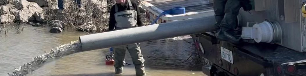 Program field staff release juvenile spring-run Chinook salmon to the San Joaquin River from a tanker truck.