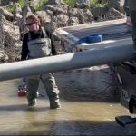 Program field staff release juvenile spring-run Chinook salmon to the San Joaquin River from a tanker truck.