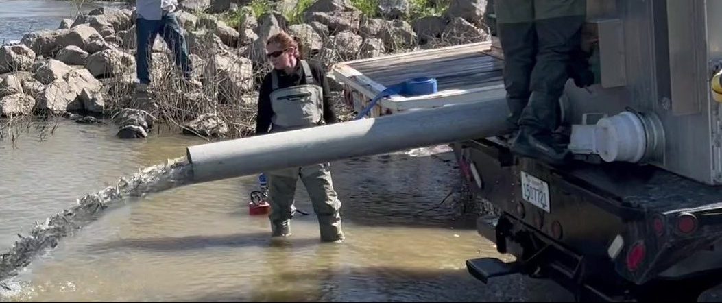 Program field staff release juvenile spring-run Chinook salmon to the San Joaquin River from a tanker truck.