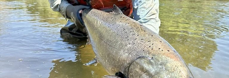 Zak Sutphin, lead field biologist for the program, holds a 2025 returned spring-run Chinook salmon prior to release to the river.