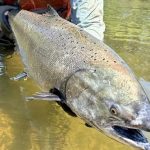 Zak Sutphin, lead field biologist for the program, holds a 2025 returned spring-run Chinook salmon prior to release to the river.