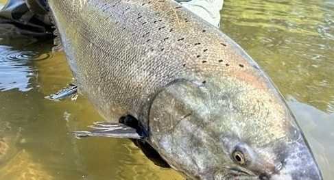 Zak Sutphin, lead field biologist for the program, holds a 2025 returned spring-run Chinook salmon prior to release to the river.