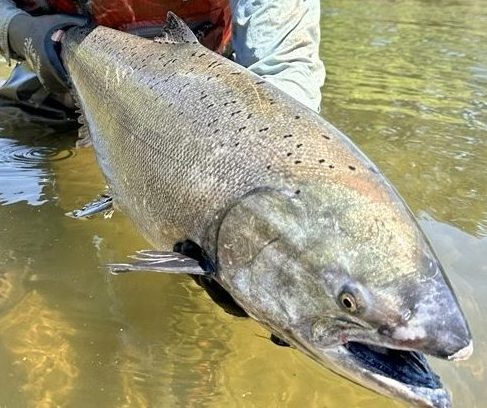 Zak Sutphin, lead field biologist for the program, holds a 2025 returned spring-run Chinook salmon prior to release to the river.