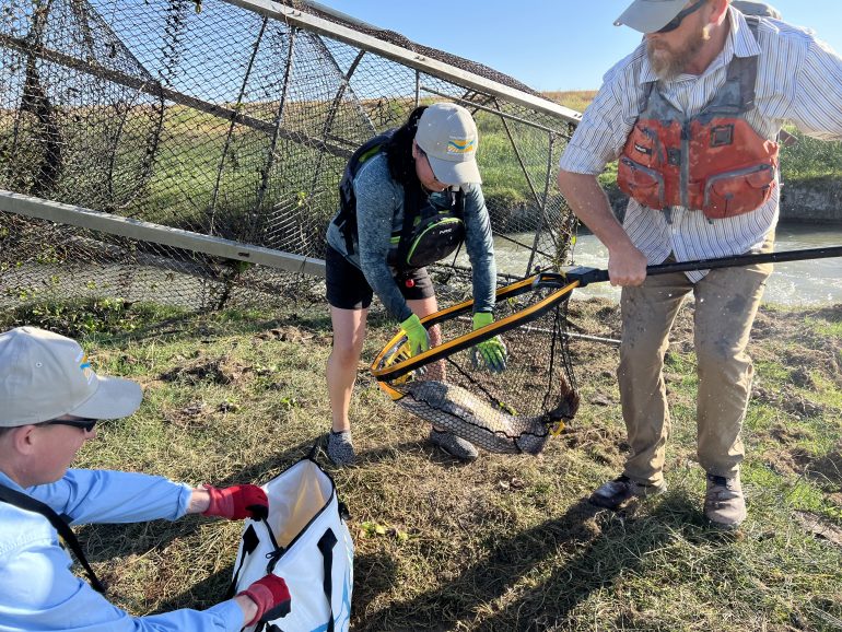 Field biologists remove a returning adult spring-run Chinook salmon from a fyke trap.