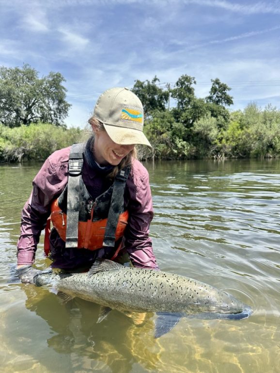 A Program field staff releases an adult spring-run Chinook salmon to the San Joaquin River.