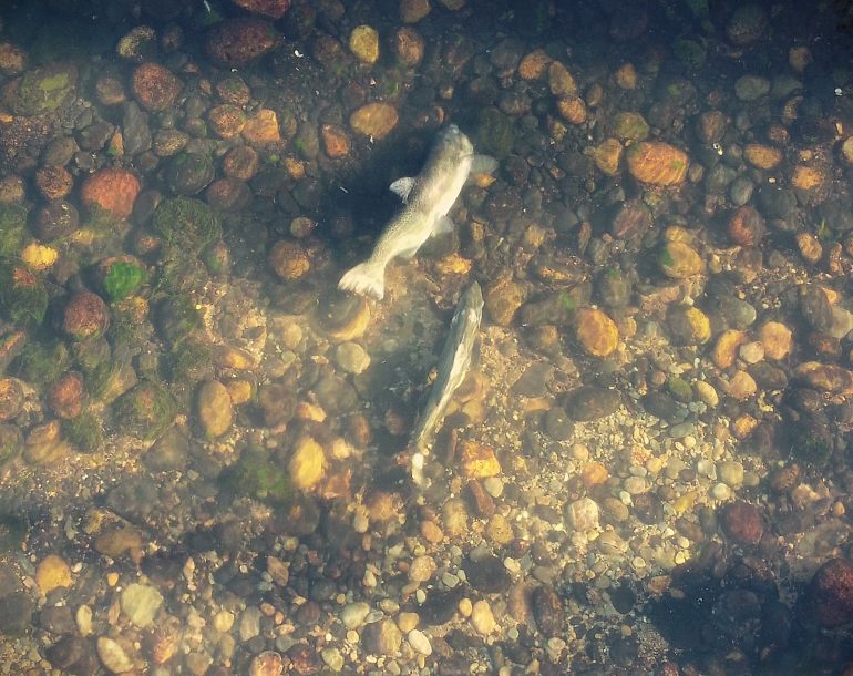 San Joaquin River spring-run Chinook salmon creating a redd in 2024.