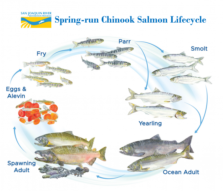 graphic showing lifecycle of spring-run Chinook salmon