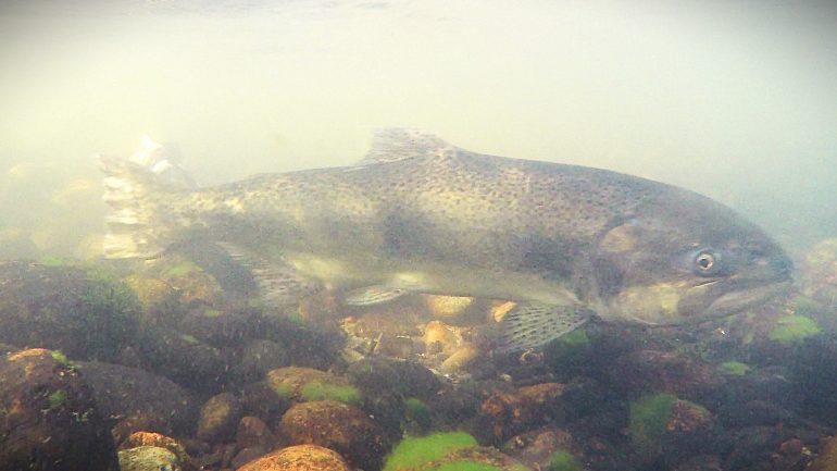 Spring-run Chinook salmon require cold water to hold, spawn and for egg incubation.