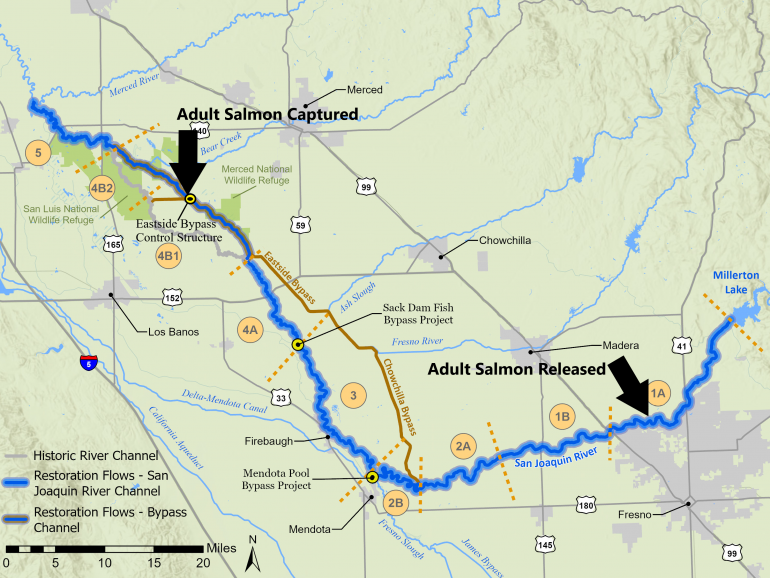 Restoration Area map showing key in-river passage impediments and general location of adult salmon capture and release.
