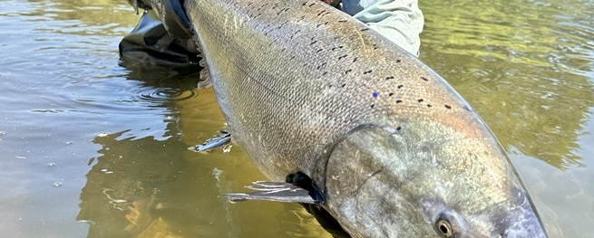 A spring-run chinook salmon.